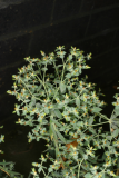 Euphorbia pithyusa RCP7-06 031.jpg